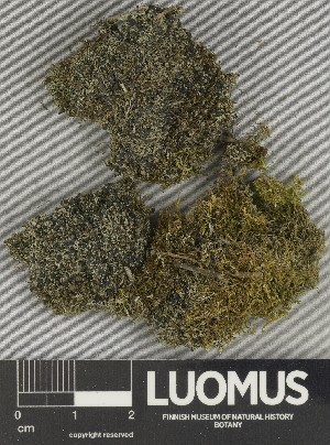  ( - H9247362)  @11 [ ] by-nc (2025) Erkka Laine Luomus