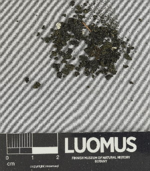  ( - H9238141.1)  @11 [ ] by-nc (2025) Erkka Laine Luomus
