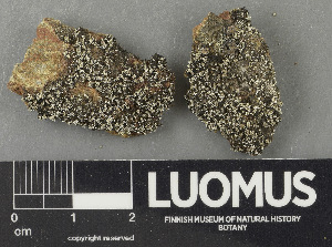  ( - H9243355)  @11 [ ] by-nc (2024) Erkka Laine Luomus