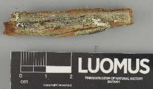  ( - H9247365)  @11 [ ] by-nc (2025) Erkka Laine Luomus