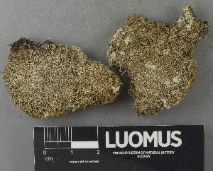  ( - H9243269)  @11 [ ] by-nc (2024) Erkka Laine Luomus