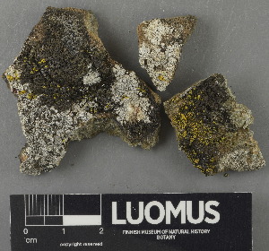  ( - H9243081)  @11 [ ] by-nc (2024) Erkka Laine Luomus