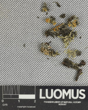  ( - H9247508)  @11 [ ] by-nc (2025) Erkka Laine Luomus
