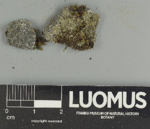  ( - H9247509)  @11 [ ] by-nc (2025) Erkka Laine Luomus