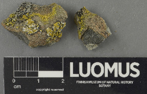  ( - H9243178)  @11 [ ] by-nc (2024) Erkka Laine Luomus