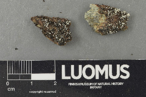  ( - H9243643)  @11 [ ] by-nc (2024) Erkka Laine Luomus