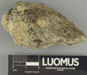  ( - H9247370)  @11 [ ] by-nc (2025) Erkka Laine Luomus