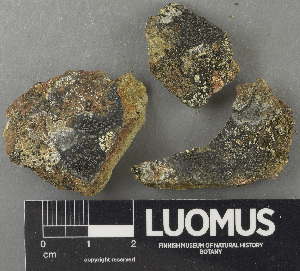  ( - H9243646)  @11 [ ] by-nc (2024) Erkka Laine Luomus