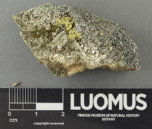  ( - H9243458)  @11 [ ] by-nc (2024) Erkka Laine Luomus