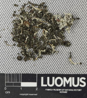  ( - H9243649)  @11 [ ] by-nc (2024) Erkka Laine Luomus
