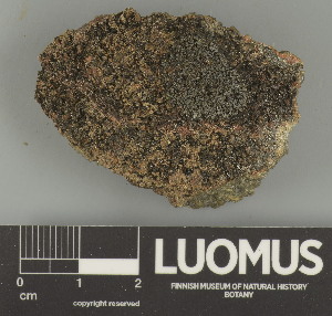  ( - H9247681)  @11 [ ] by-nc (2025) Erkka Laine Luomus