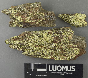  ( - H9243092)  @11 [ ] by-nc (2024) Erkka Laine Luomus