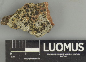 ( - H9237707.1)  @11 [ ] by-nc (2025) Erkka Laine Luomus
