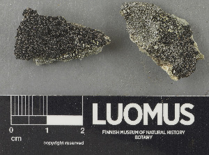  ( - H9243559)  @11 [ ] by-nc (2024) Erkka Laine Luomus