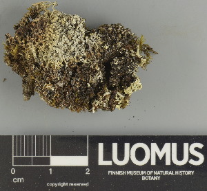  ( - H9247516)  @11 [ ] by-nc (2025) Erkka Laine Luomus