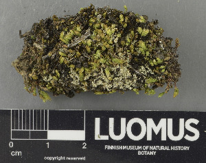  (Lecideaceae - H9243371)  @11 [ ] by-nc (2024) Erkka Laine Luomus