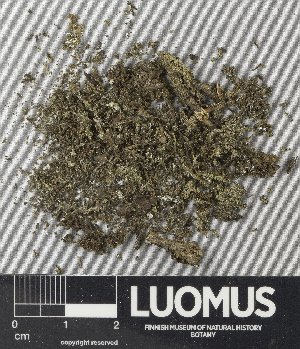  (Lecideales - H9235122.1)  @11 [ ] by-nc (2024) Erkka Laine Luomus