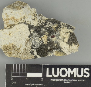  ( - H9237632.1)  @11 [ ] by-nc (2025) Erkka Laine Luomus