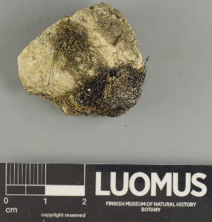  ( - H9247522)  @11 [ ] by-nc (2025) Erkka Laine Luomus