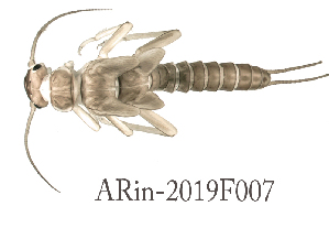  ( - ARin-2019F007)  @11 [ ] by-nc (2021) Aki Rinne University of Oulu