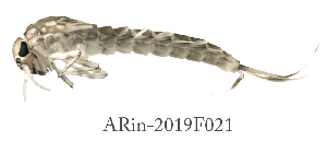  ( - ARin-2019F021)  @11 [ ] by-nc (2021) Aki Rinne University of Oulu