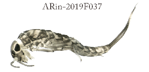  (Nigrobaetis digitatus - ARin-2019F037)  @11 [ ] by-nc (2021) Aki Rinne University of Oulu