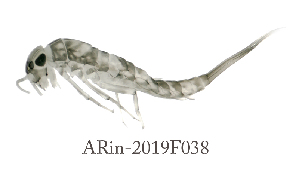  ( - ARin-2019F038)  @11 [ ] by-nc (2021) Aki Rinne University of Oulu