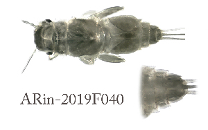  (Caenis cf. rivolorum - ARin-2019F040)  @11 [ ] by-nc (2021) Aki Rinne University of Oulu