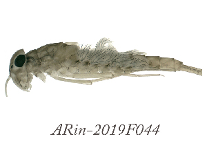  ( - ARin-2019F044)  @11 [ ] by-nc (2021) Aki Rinne University of Oulu