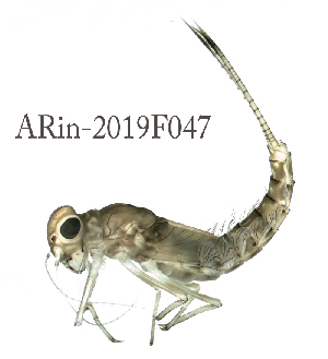  ( - ARin-2019F047)  @11 [ ] by-nc (2021) Aki Rinne University of Oulu