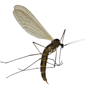  (Trichocera michali - EVI-000077)  @11 [ ] by-nc (2021) Esko Viitanen Unspecified