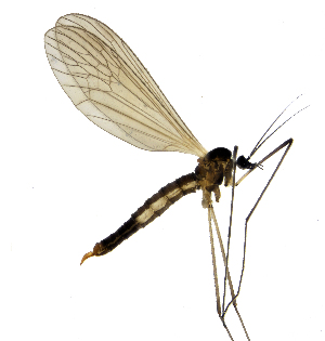  (Trichocera calva - EVI-000078)  @11 [ ] by-nc (2021) Esko Viitanen Unspecified