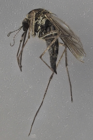  (Aedes nigrinus - FI1346-01)  @11 [ ] by-nc (2024) Erkka Laine University of Oulu