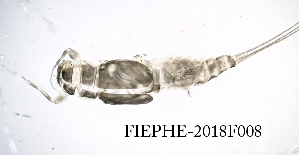  ( - FIEPHE-2018F008)  @11 [ ] CreativeCommons - Attribution Non-Commercial (2019) Aki Rinne Unspecified