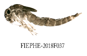  ( - FIEPHE-2018F037)  @11 [ ] CreativeCommons - Attribution Non-Commercial (2019) Aki Rinne Unspecified