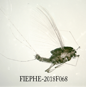  ( - FIEPHE-2018F068)  @11 [ ] CreativeCommons - Attribution Non-Commercial (2019) Aki Rinne Unspecified