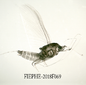  ( - FIEPHE-2018F069)  @11 [ ] CreativeCommons - Attribution Non-Commercial (2019) Aki Rinne Unspecified