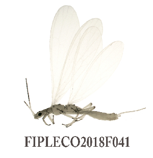  ( - FIPLECO-2018F041)  @11 [ ] CreativeCommons - Attribution Non-Commercial (2019) Aki Rinne Unspecified