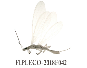  ( - FIPLECO-2018F042)  @11 [ ] CreativeCommons - Attribution Non-Commercial (2019) Aki Rinne Unspecified
