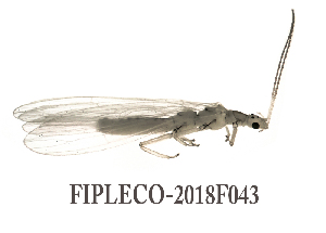  ( - FIPLECO-2018F043)  @11 [ ] CreativeCommons - Attribution Non-Commercial (2019) Aki Rinne Unspecified