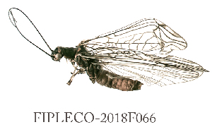  (Protonemura cf. meyeri - FIPLECO-2018F066)  @11 [ ] CreativeCommons - Attribution Non-Commercial (2019) Aki Rinne Unspecified