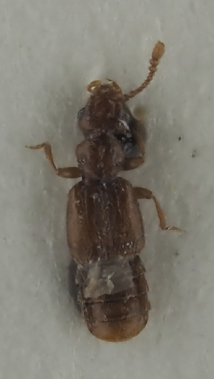  (Euplectus lapponicus - GAC.11114)  @11 [ ] by-nc (2025) Erkka Laine Luomus
