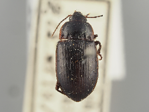  (Amara infuscata - GAC.24405)  @11 [ ] by-nc (2025) Erkka Laine Luomus