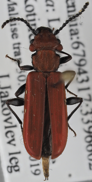  ( - GAC.28573)  @11 [ ] by-nc (2025) Erkka Laine Luomus