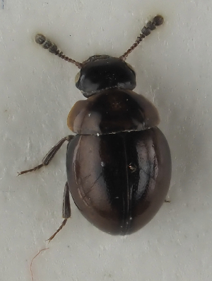  (Agathidium pulchellum - GAC.31638)  @11 [ ] by-nc (2025) Erkka Laine Luomus