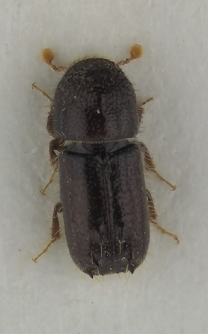  (Pityogenes saalasi - GAC.31709)  @11 [ ] by-nc (2025) Erkka Laine Luomus