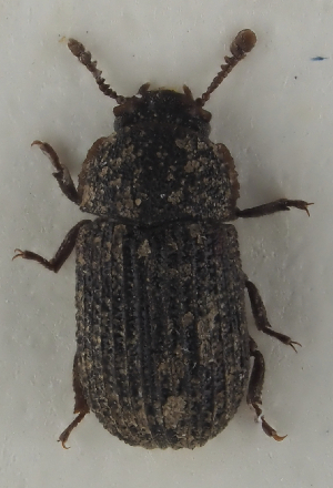  ( - GAC.31711)  @11 [ ] by-nc (2025) Erkka Laine Luomus