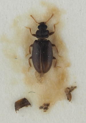  (Enicmus planipennis - GAC.31717)  @11 [ ] by-nc (2025) Erkka Laine Luomus