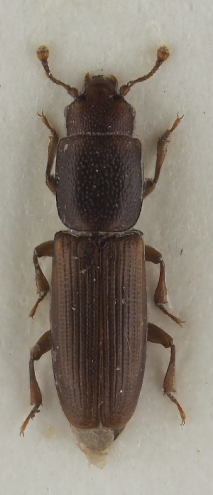  ( - GAC.31720)  @11 [ ] by-nc (2025) Erkka Laine Luomus