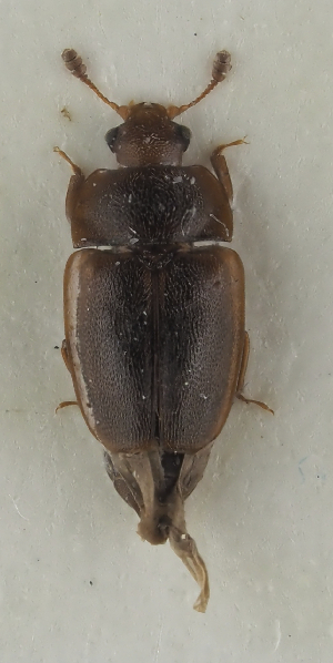  ( - GAC.31722)  @11 [ ] by-nc (2025) Erkka Laine Luomus